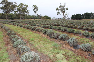 Port Arthur Lavender Sorrell field