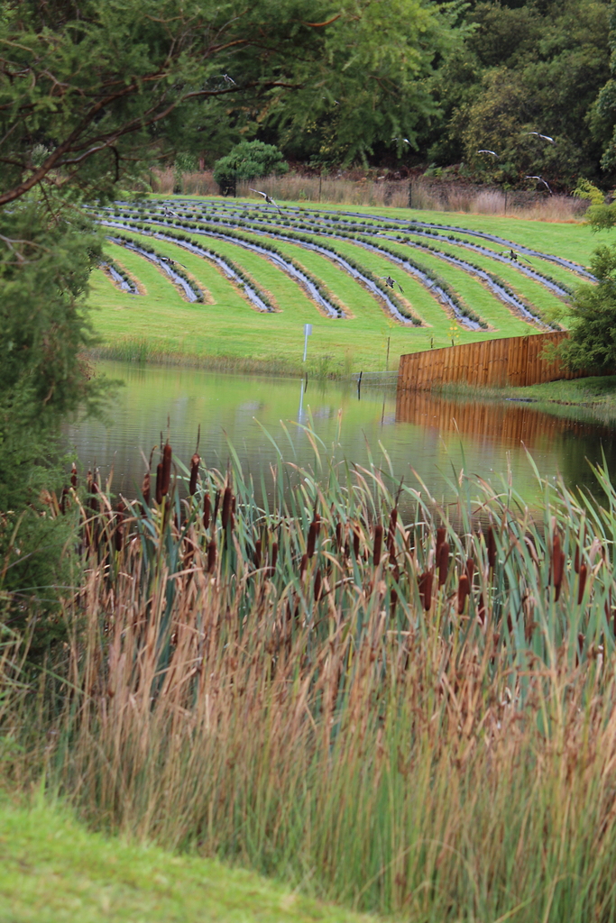 Ponds, cattails, lavender, and ducks flying