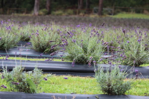 Port Arthur lavender field with 12 month old plants