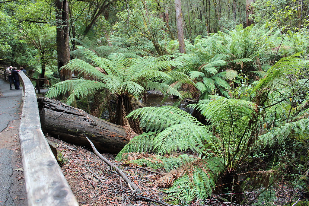 Mt Field Fern Forest