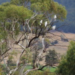 Sulphur-crested cockatoos in a gumtree