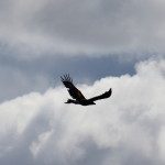 Wedge-tailed eagle flying
