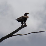 Wedge-tailed eagle ready to fly